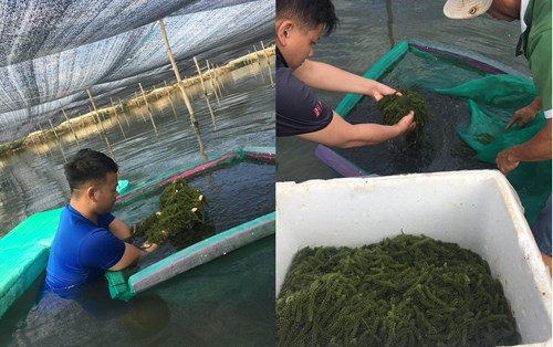 Hành trình khởi nghiệp với rong nho của 2 sinh viên CNTP-SH ĐH Đông Á