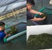The startups with sea grape (CaulerpaIentillifera) of two students studying Food and Biology Technology at Dong A University