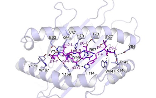 Tái khám phá cách các tế bào T ghi nhận protein gai của virus SARS-COV-2