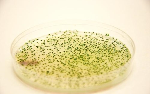 Lợi dụng vi khuẩn để chế tạo nhiên liệu từ khí CO2