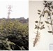 PTP1B Inhibitory Flavonoids From Orthosiphon stamineus Benth. and Their Growth Inhibition on Human Breast Cancer Cells