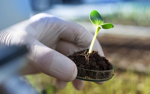 Các bộ trưởng nông nghiệp EU kêu gọi nới lỏng quy định chỉnh sửa gene cây trồng