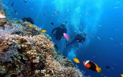 Rạn san hô vịnh Nha Trang: Làm gì để cứu vãn?