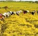 TB Đề xuất Dự án thuộc Chương trình Nông thôn miền núi thực hiện từ năm 2021 tại Đắk Lắk