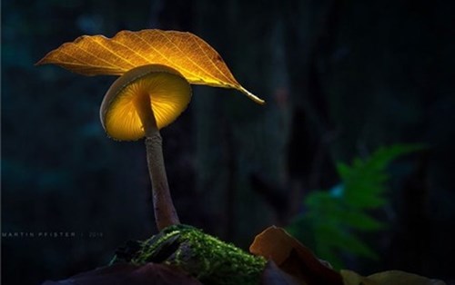 Cây nấm phát sáng