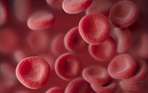 Những bệnh nhân đầu tiên được truyền tế bào máu nuôi cấy trong phòng thí nghiệm
