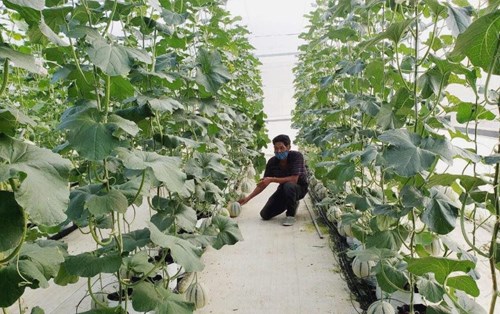 Đà Nẵng ứng dụng công nghệ cao trong sản xuất một số giống Dưa thơm