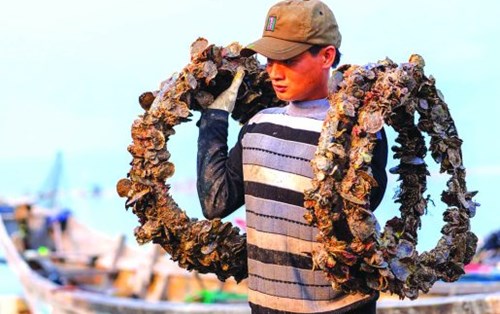 Phát hiện vi nhựa tích tụ trong hàu ở Đà Nẵng
