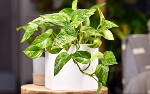 Cây biến đổi gene giảm ô nhiễm tương đương 30 máy lọc khí