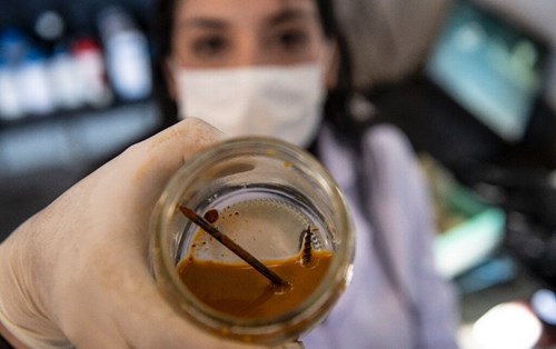 Các nhà khoa học Chile lên kế hoạch làm sạch các mỏ bằng vi khuẩn “ăn kim loại”