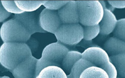 Vi khuẩn nano: Chúng là ai ?