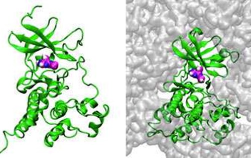 Các mô phỏng trên siêu máy tính tiết lộ tập hợp của protein tác động đến tương tác