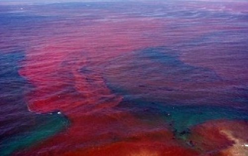 Thủy triều đỏ và những tác hại đối với thủy sản