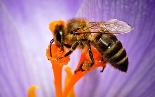 Nọc ong có thể ngăn chặn virus HIV